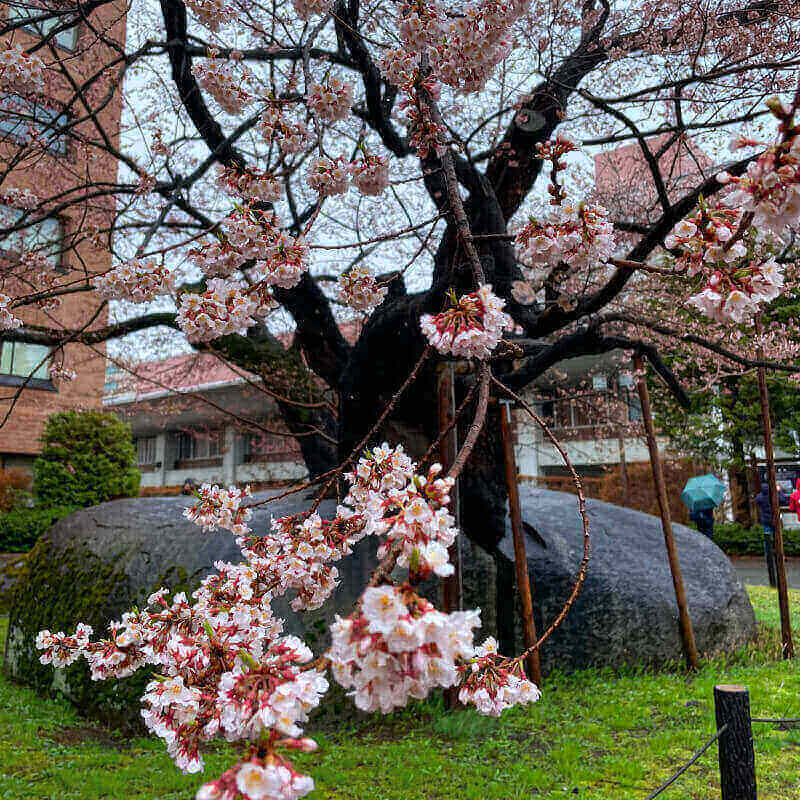 legend&auml;rer Sakurabaum in Miyako