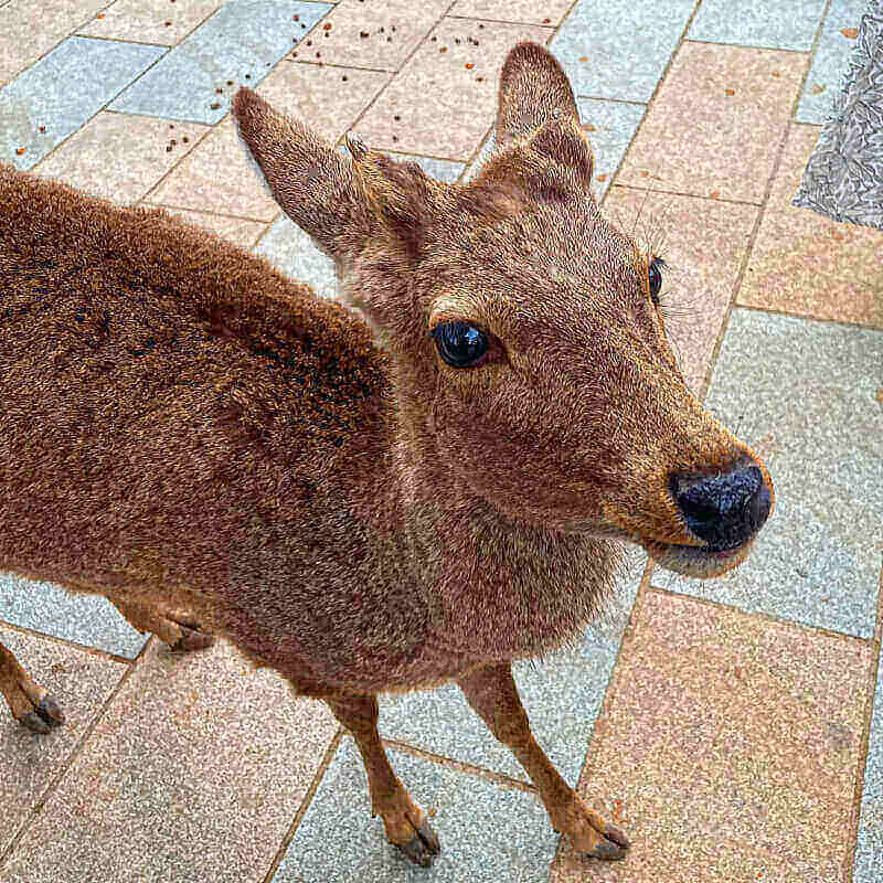 heiliger-hirsch-in-nara