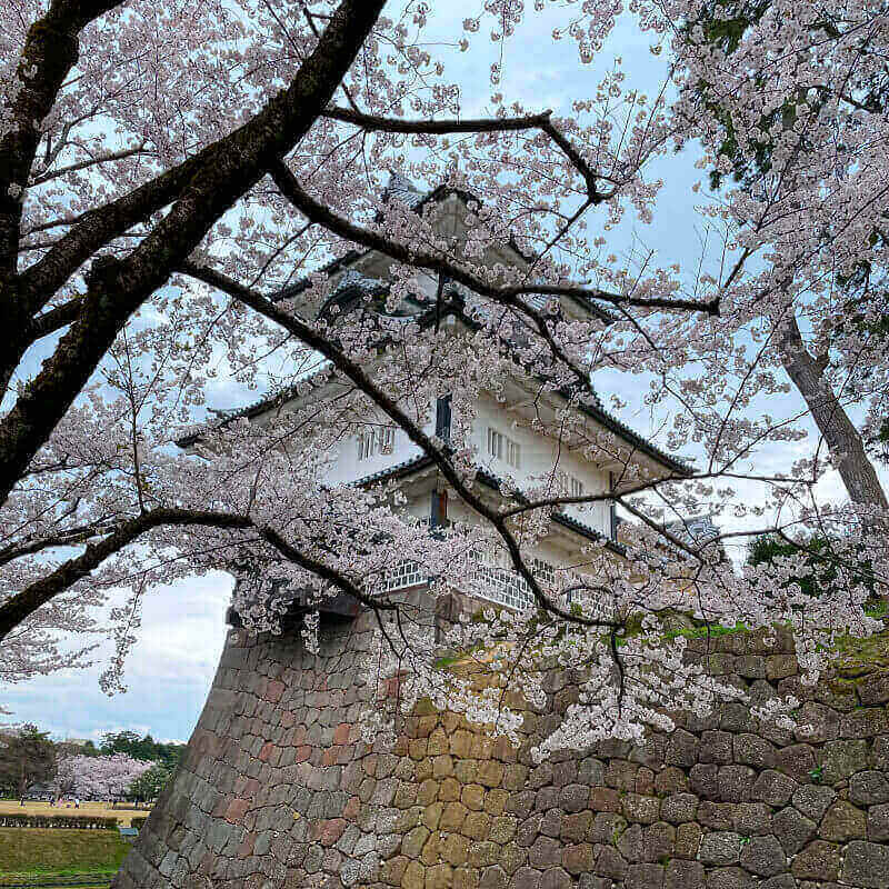 kanazawa-castle-hinter-kirschblueten