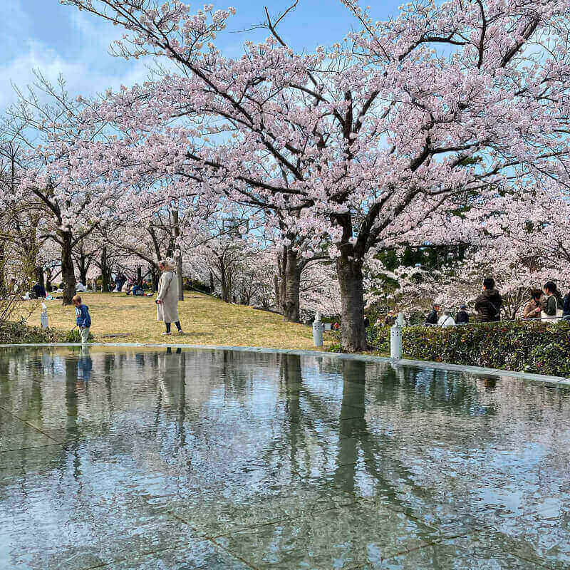 sakuartree in nigata