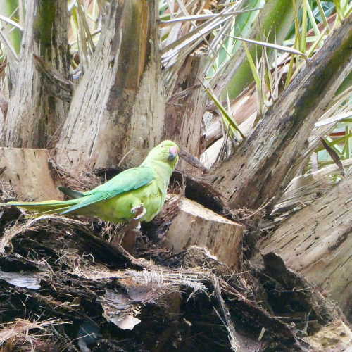 gruener-papagei
