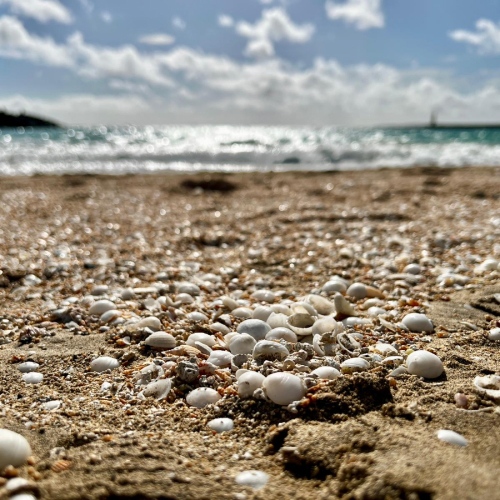 strand-mit-muscheln
