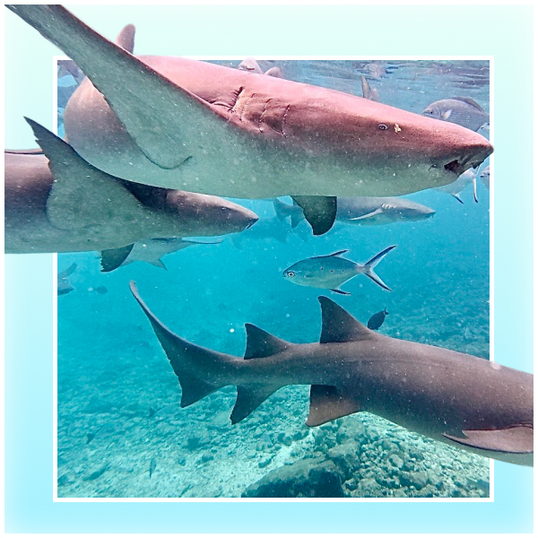 nurse-shark-malediven