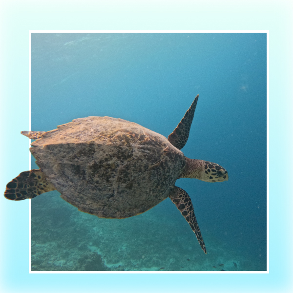 sea-turtle-malediven