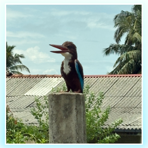 king-fisher-sri-lanka