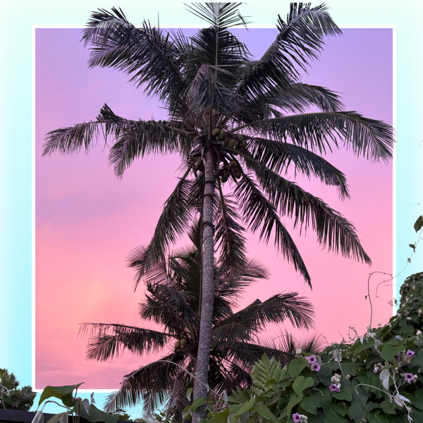 palmen-sonnenuntergang-sri-lanka