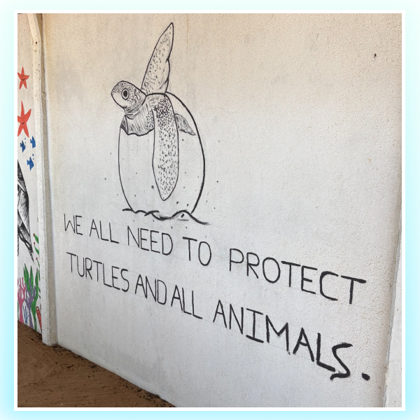 save-turtles-sri-lankan