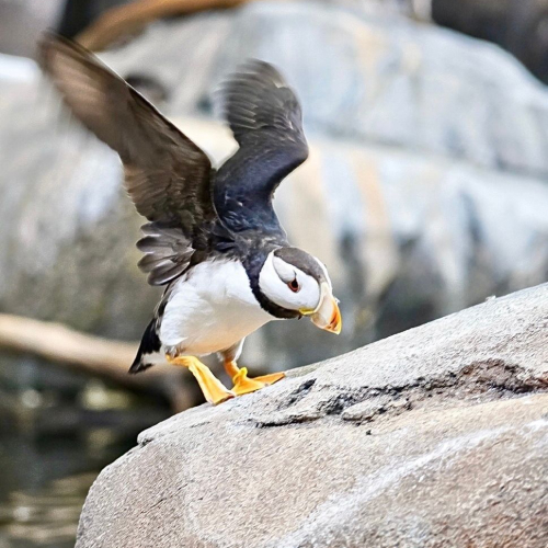 puffin-in-alaska