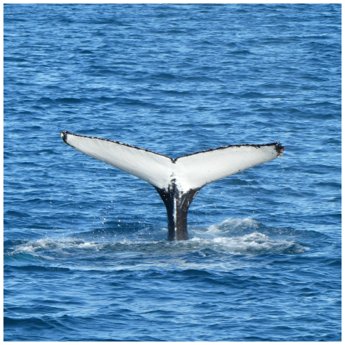 walflosse-island-whale-watching