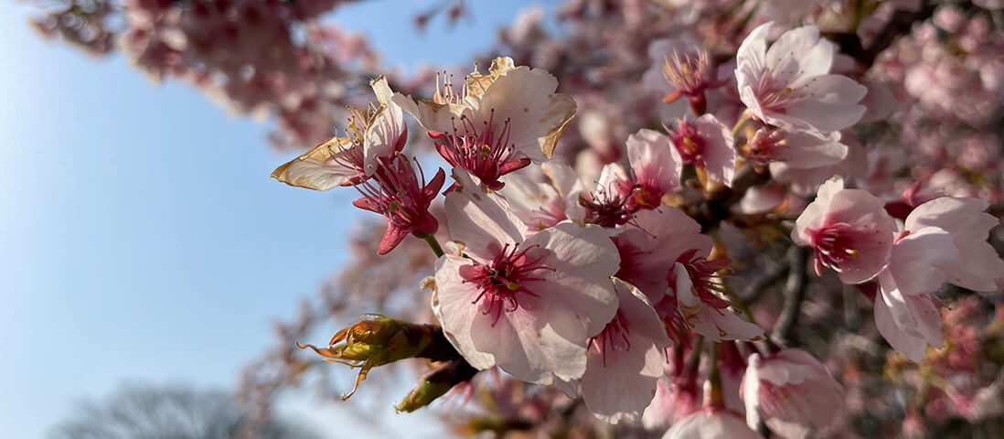 sakura-in-der-blütezeit-in-tokyo